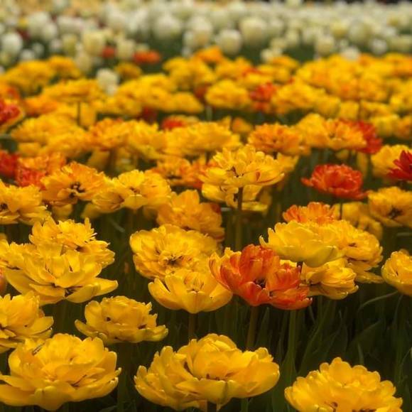 Meet the Posher Other - Meet your Posher, Fredena